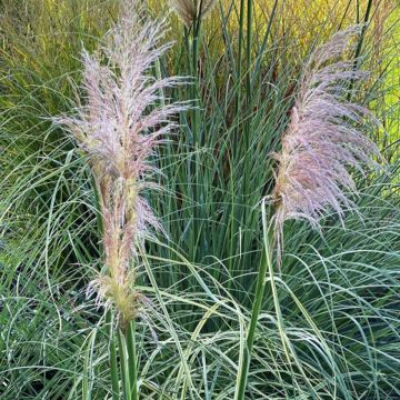 Cortaderia selloana Pink Phantom