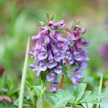 Corydalis solida - Violeta bulbosa