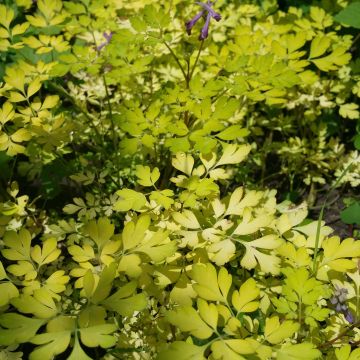 Corydalis Berry Exciting
