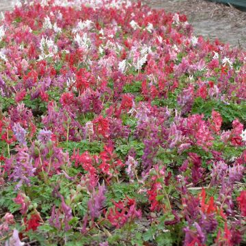 Corydalis solida Rainbow Mix