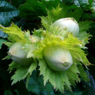 Avellana - Corylus avellana
