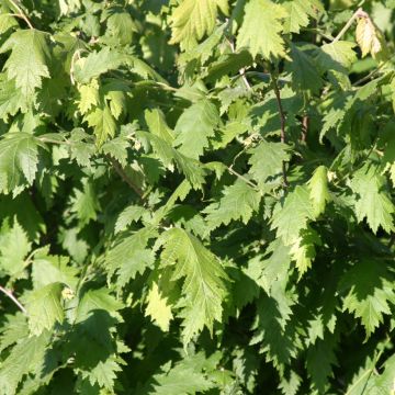 Corylus avellana Laciniata - Avellana