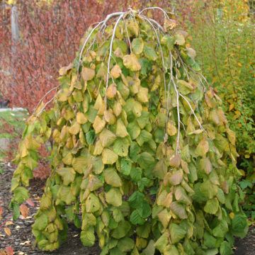 Corylus avellana Pendula - Avellana