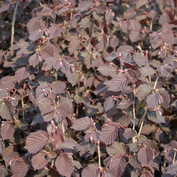 Corylus avellana Syrena - Avellana