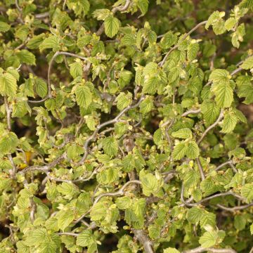 Corylus avellana Twister - Avellana