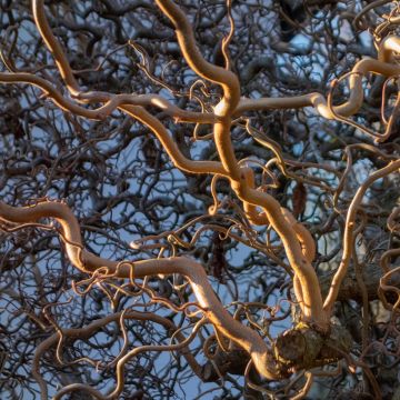 Corylus avellana Medusa - Avellana