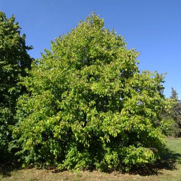 Avellano turco - Corylus colurna
