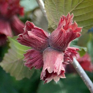 Avellano de Lambert Juningia - Corylus maxima