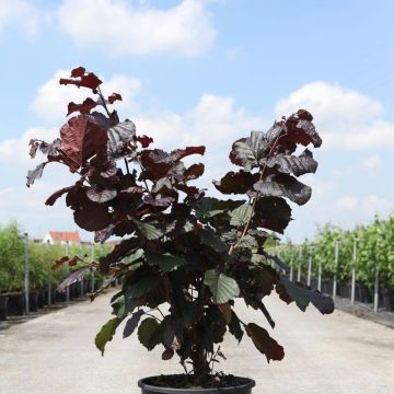 Corylus maxima Purpurea - Avellana