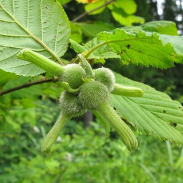 Avellano de Japon - Corylus sieboldiana