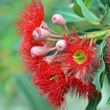 Corymbia ficifolia - Eucalipto rojo