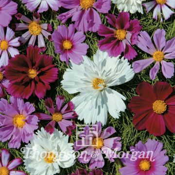 Cosmos bipinnatus Double All Sorts Mixed