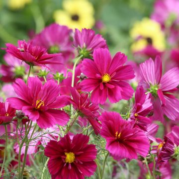 Cosmos bipinnatus Fandango