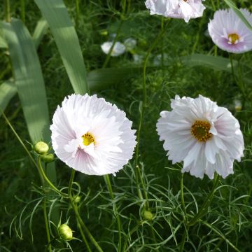 Cosmos bipinnatus Cupcakes
