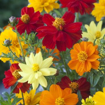 Cosmos sulphureus Brightness Mixed
