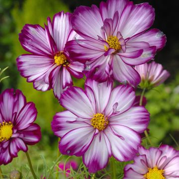 Cosmos bipinnatus Sweet Sixteen