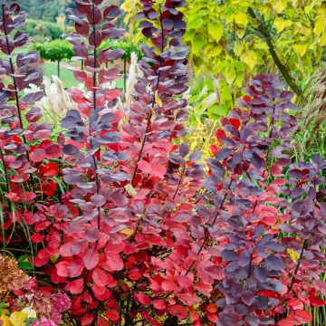 Cotinus Grace - Árbol de las pelucas
