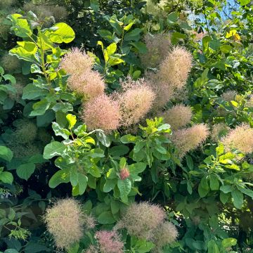 Árbol de las pelucas - Cotinus coggygria