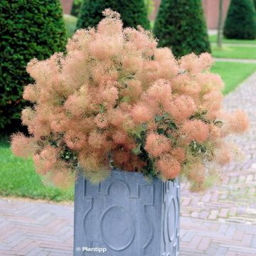 Árbol de las pelucas Young Lady - Cotinus coggygria