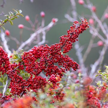 Cotoneaster dammeri - Cotoneaster de gayuba