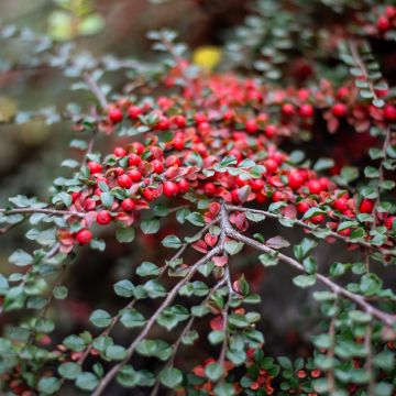 Cotoneaster horizontalis - Griñolera