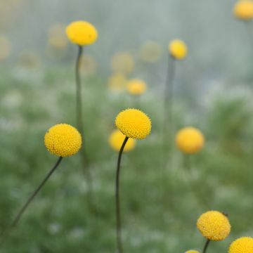 Cotula hispida