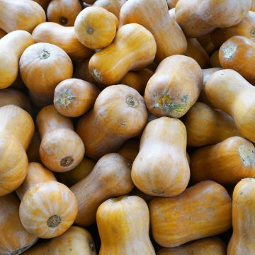 Calabacita amarilla Noix de Beurre Cobnut F1