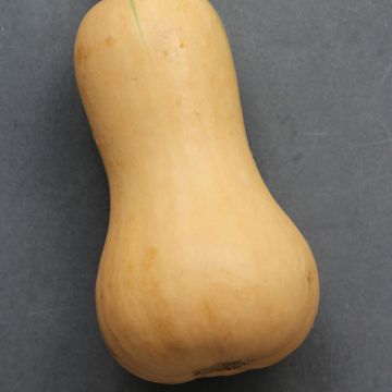 Calabacita amarilla Butternut Hunter F1