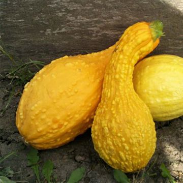 Calabacín Cou Tors