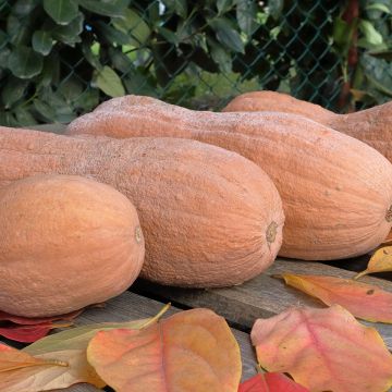 Calabacita amarilla musquée Violina bio