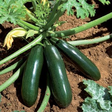 Calabacín Astia F1 (plantas)