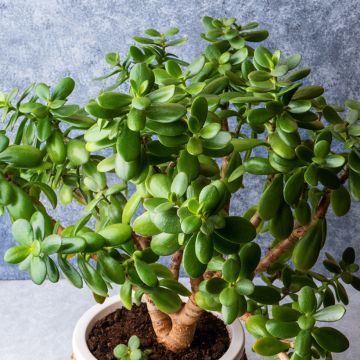 Planta de jade - Crassula ovata