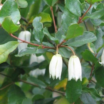 Crinodendron patagua - Patagua
