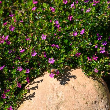 Cuphea hyssopifolia Purple - Cufea