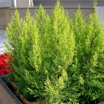 Cupressus macrocarpa Goldcrest - Ciprés de Monterrey