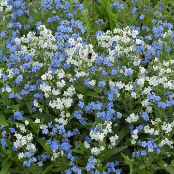 Cynoglossum zeylanicum Chill Out - Lengua de perro