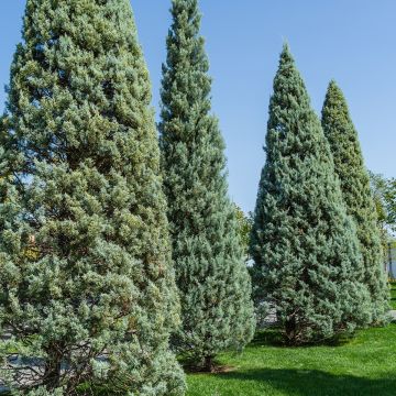 Cupressus arizonica Fastigiata - Ciprés de Arizona
