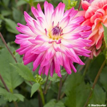 Dalia decorativa Audace