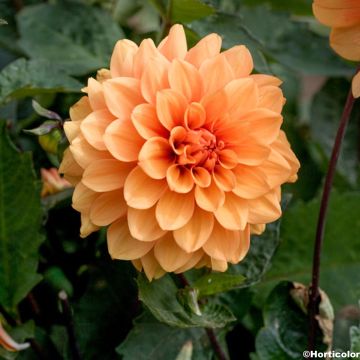 Dalia enana Brasero