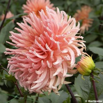 Dalia cactus Soeur Clarentine