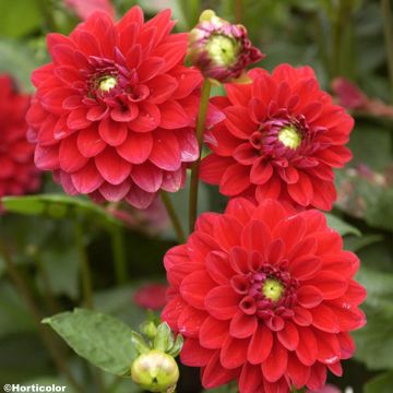 Dalia decorativa Crack