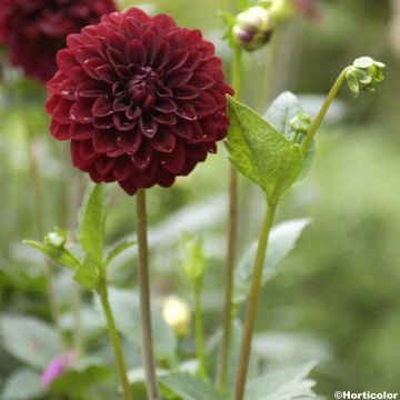 Dalia hibrida Faro