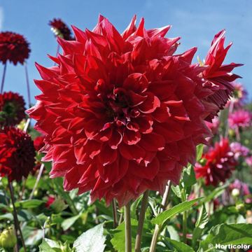 Dalia Nez Rouge