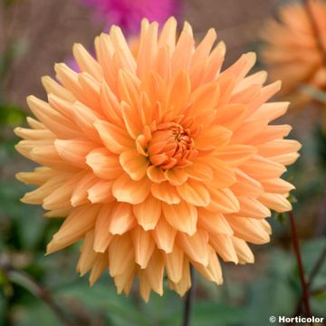 Dalia cactus Sumatra