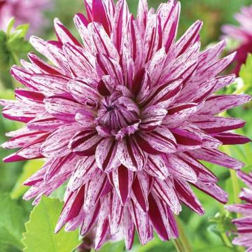 Dalia cactus Blackberry Ripple