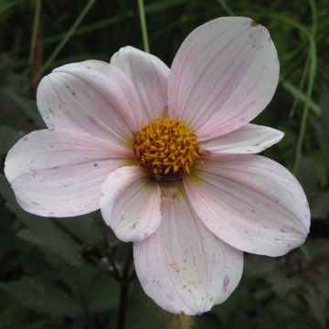 Dalia enana Cory