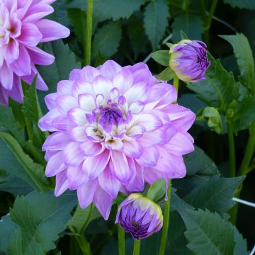 Dalia decorativa Blue Wish