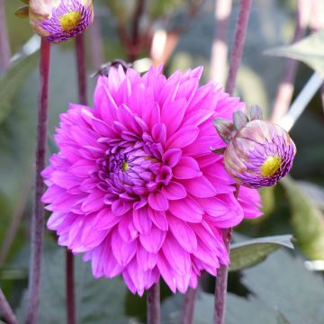 Dalia decorativa Evening Breeze
