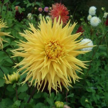 Dalia cactus Encore