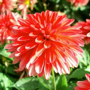 Dalia enana Fluorescent Glow